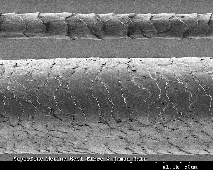 microscopic image of human hair and merino