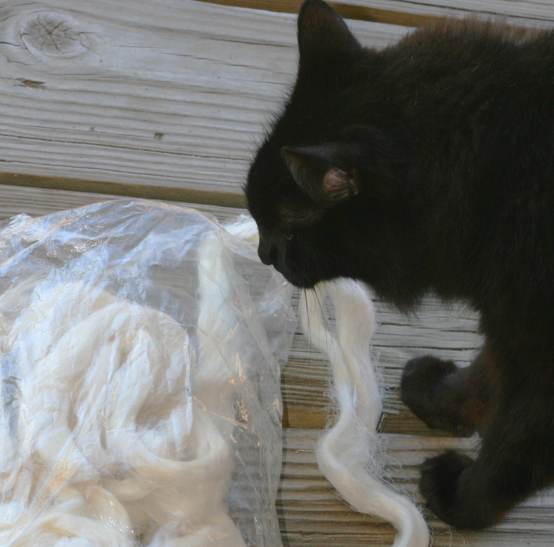 feline overlord inspecting the flax