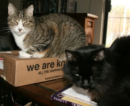 Kitties love to get new boxes