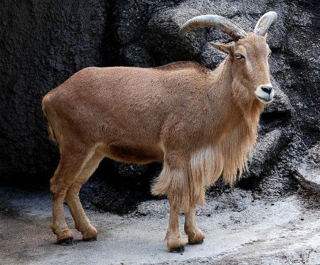 barbary sheep