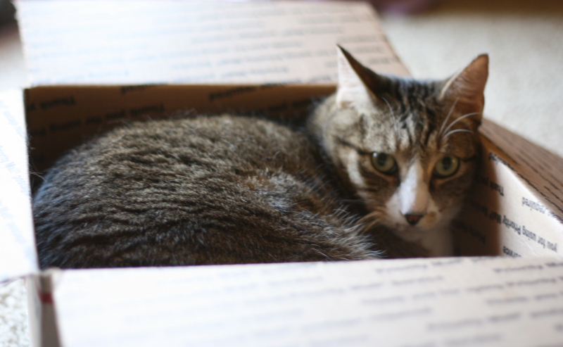 cat in a box
