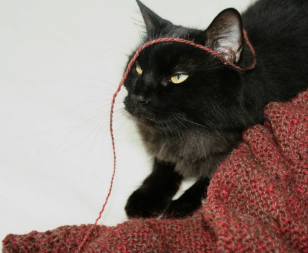 Feline Overlord and her knitting