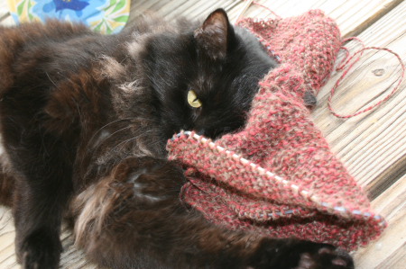 Feline Overlord and handknit alpaca