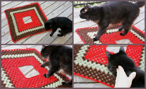 cat photo-bombing crochet granny squre