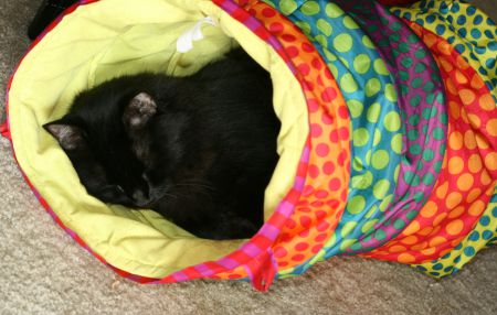 napping Feline Overlord