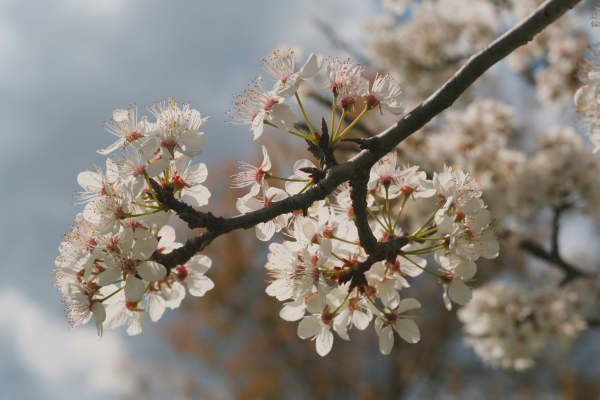 white flowers blooming
