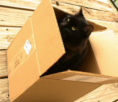 Feline Overlord in a Knit Picks box
