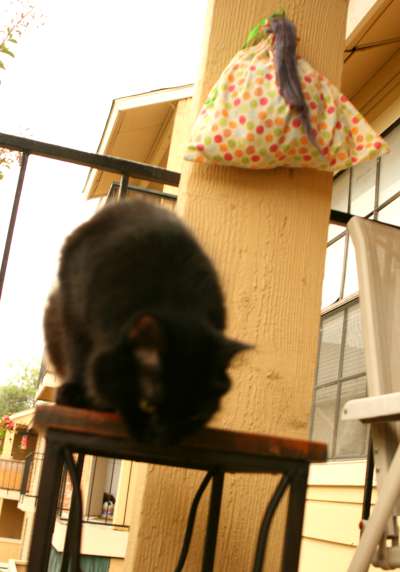 fiber bag and a very bad kitty