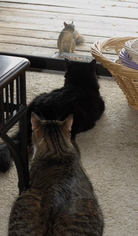 Cats watching a squirrel 