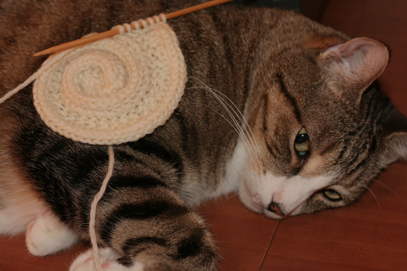 a start to the Chambered Nautilus Tam by Elizabeth Zimmermann