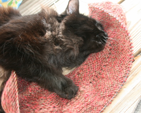 Feline Overlord and handknit alpaca