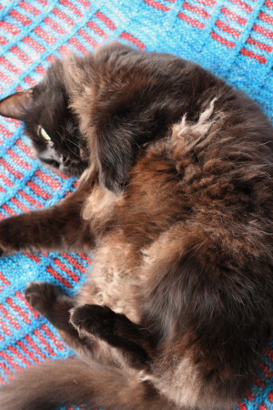 Feline Overlord loves handknits