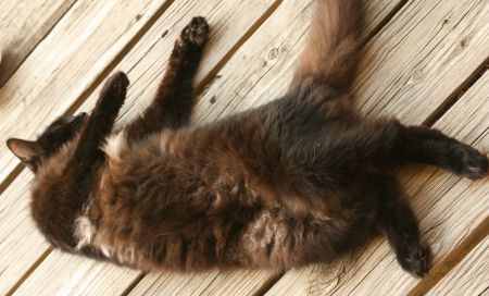 kitty napping posistions