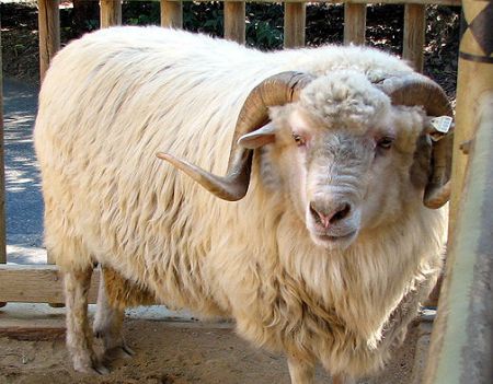 Churro sheep