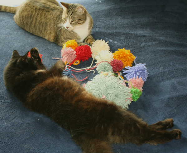 Pom poms are great cat toys
