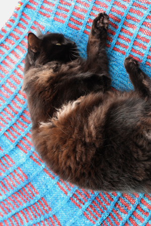 Feline Overlord on the handknits