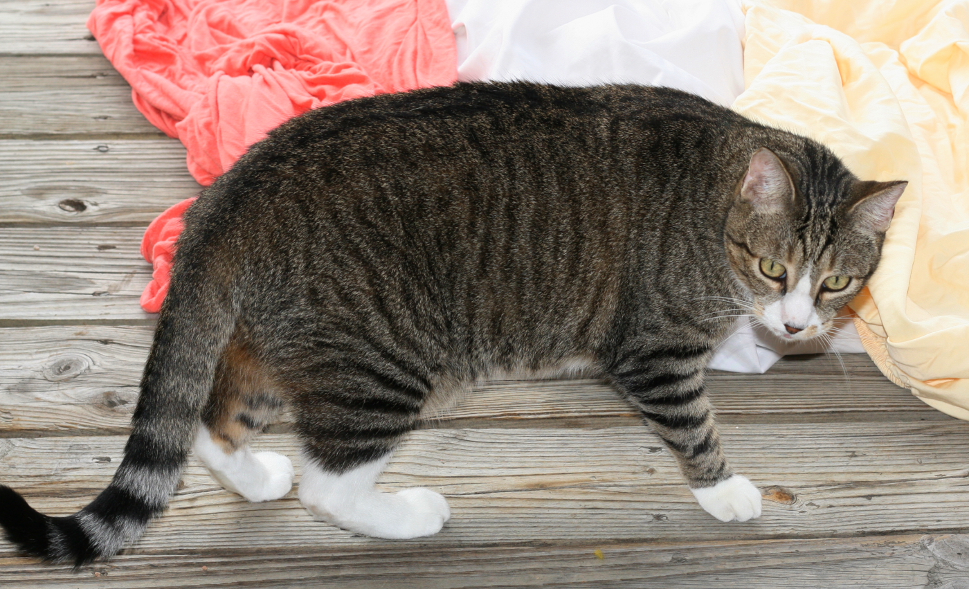 Cowardly Boy Cat in the sheets