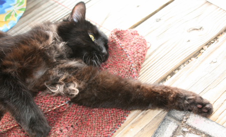 Feline Overlord on the handknit alpaca