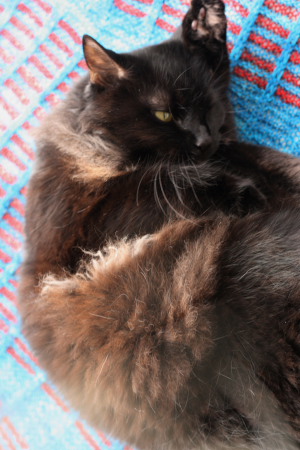 Feline Overlord helps block a handknit shawl