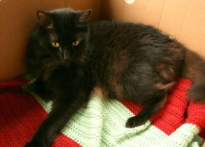 kitty in a box with crochet blanket