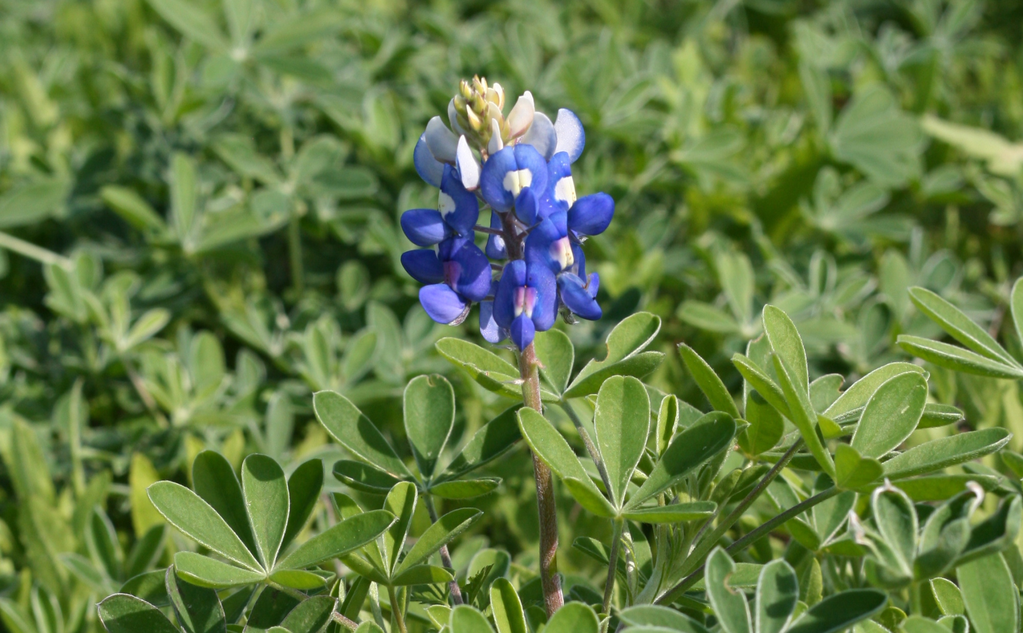 Bluebonnet flower