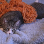 Destroyer of Good Yarn