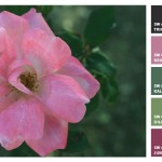 Jenn’s Recs – Sherwin-Williams Chip It!™