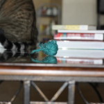 A Shameless Exploitation of Cat Cuteness Post