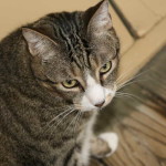 My Less Than Perfect Pet Is Perfect For Me