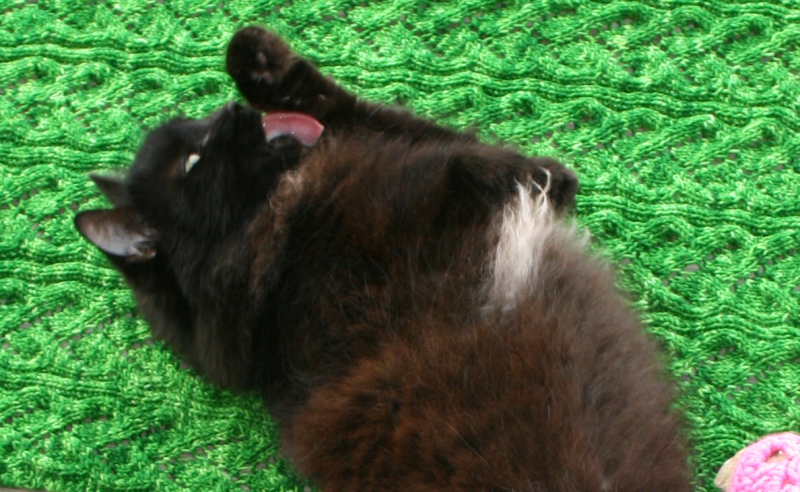 Kitty-tongue-bath-on-handmade-lace